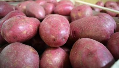 PAPAS-inia